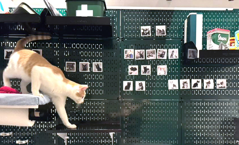 green wall control metal pegboard cat wall with shelves, pet supplies, and a cat walking on the platform in organized pet room setup